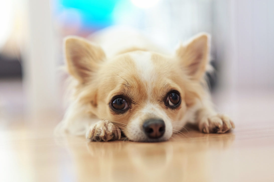 Ernährung für Chihuahuas: So bleibt dein kleiner Vierbeiner gesund und fit