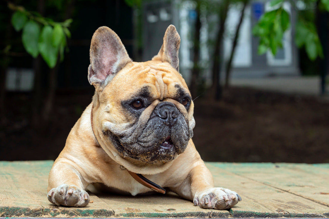 Futter für deine Französische Bulldogge: Alles, was du wissen musst