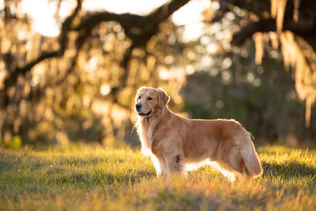 Das richtige Futter für deinen Golden Retriever – Ein umfassender Ratgeber