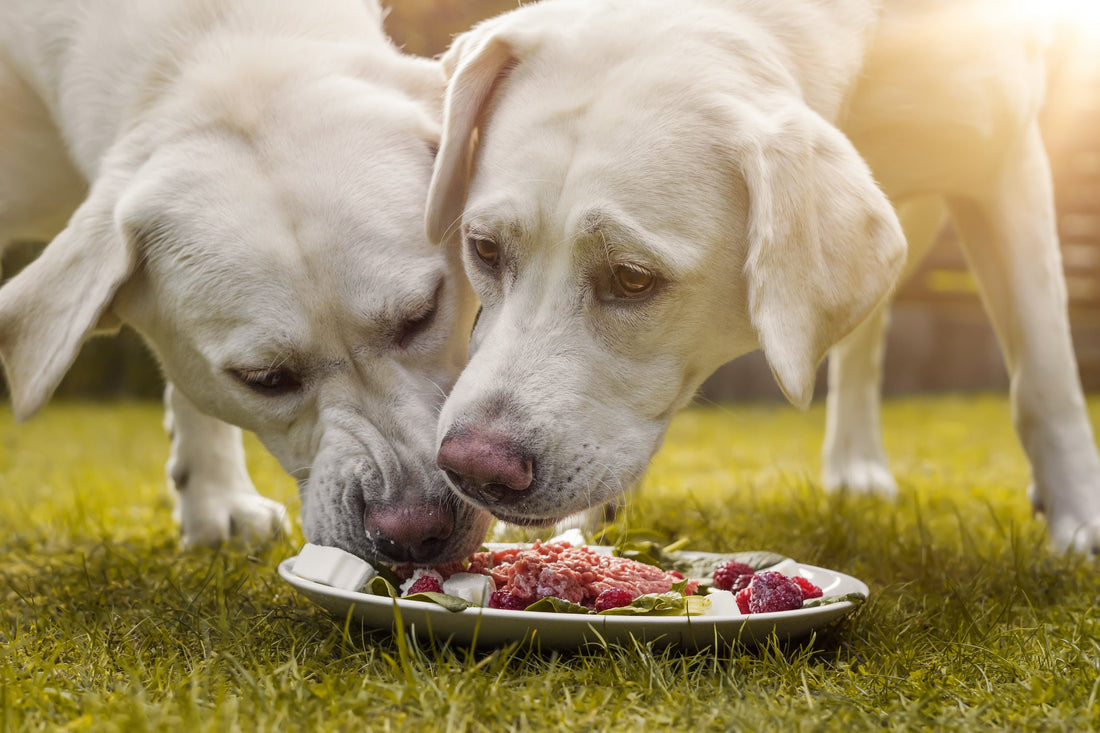 Protein für Hunde: Warum es unverzichtbar für Gesundheit, Muskeln und Fell deines Hundes ist