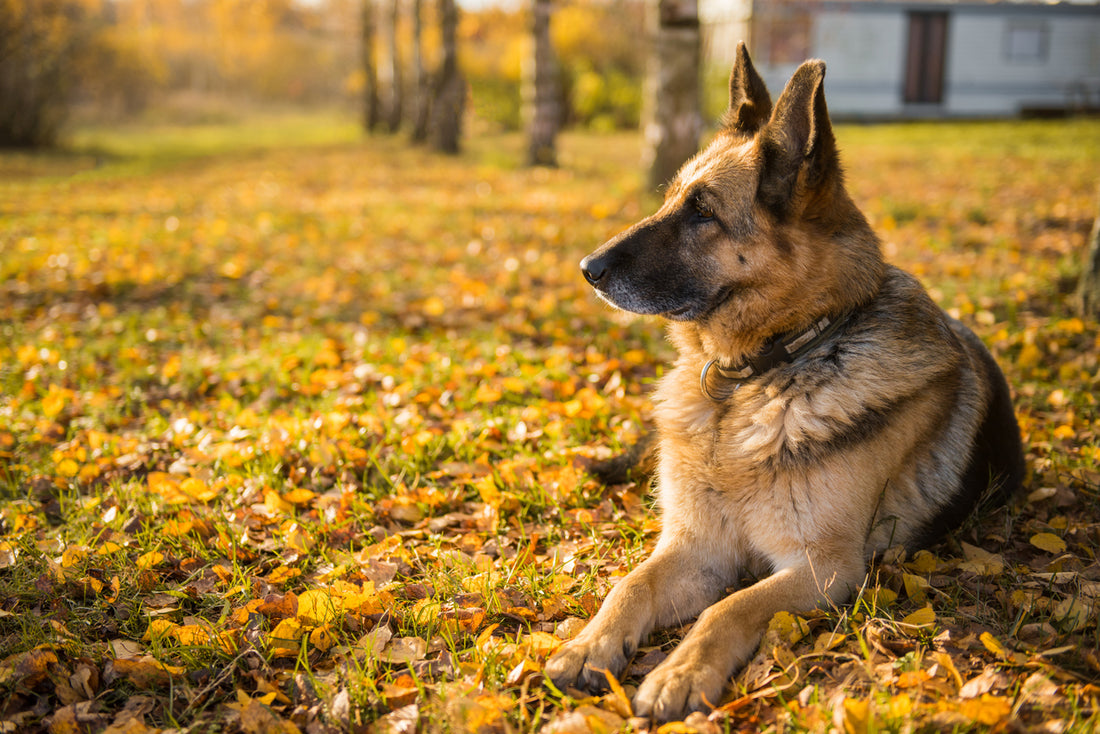 Futter für Deutschen Schäferhund: So bleibt dein Hund gesund und fit