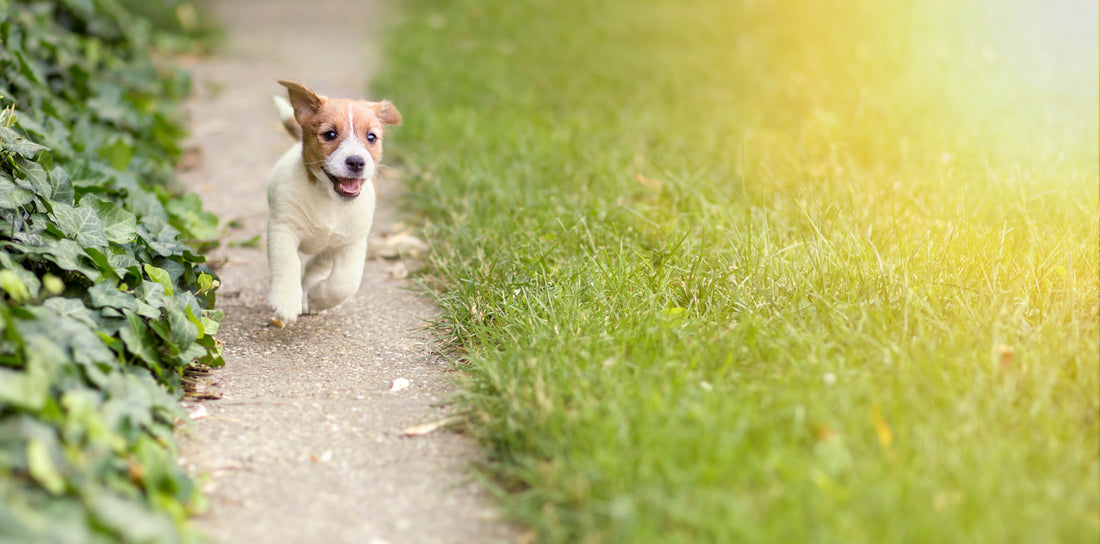 Die richtige Futtermenge für Hunde