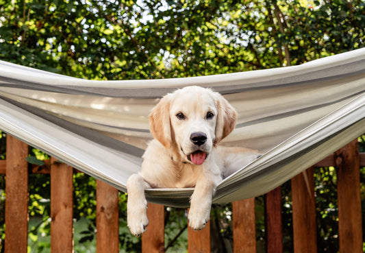 Ernährung für den Labrador Retriever: Energiegeladen, aber nicht überfüttert